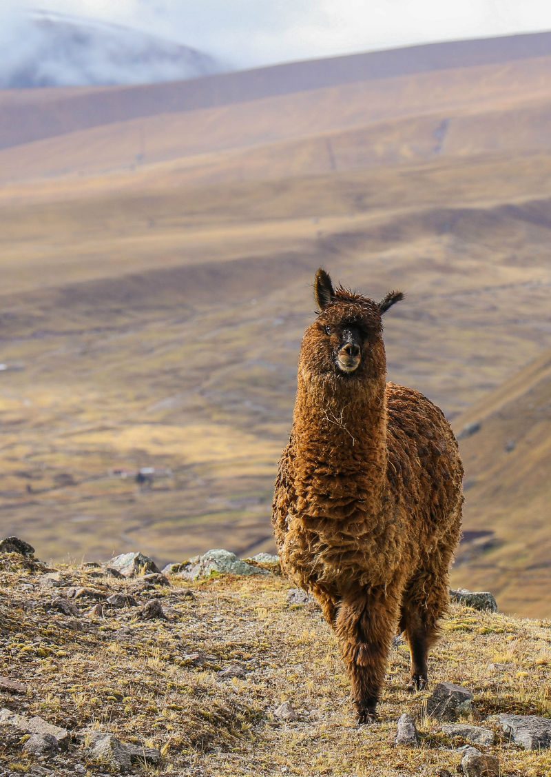 alpaca