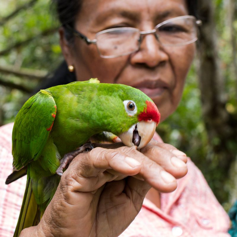 broran costa rica