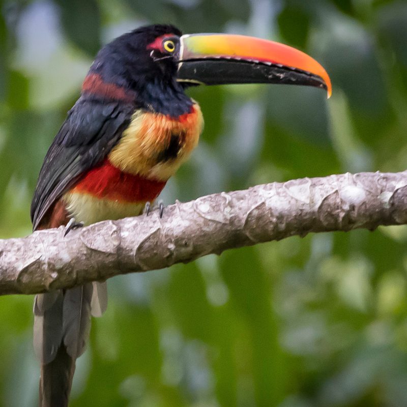 broran costa rica
