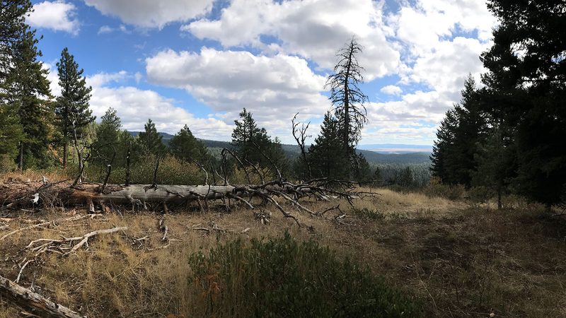 deer hunting