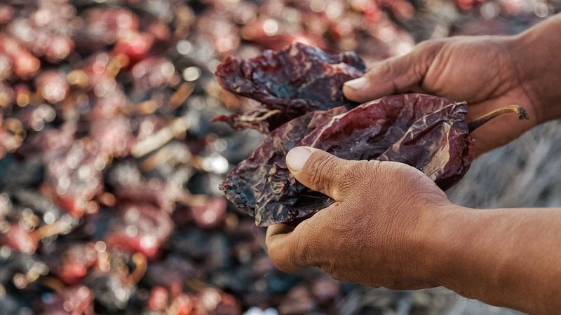 Sun dried peppers for ancho reyes