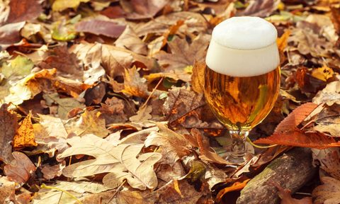 fall foliage