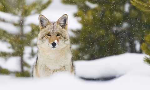 wolf at yellowstone wildlife safari tours