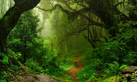 Amazon rainforest travel bucket list