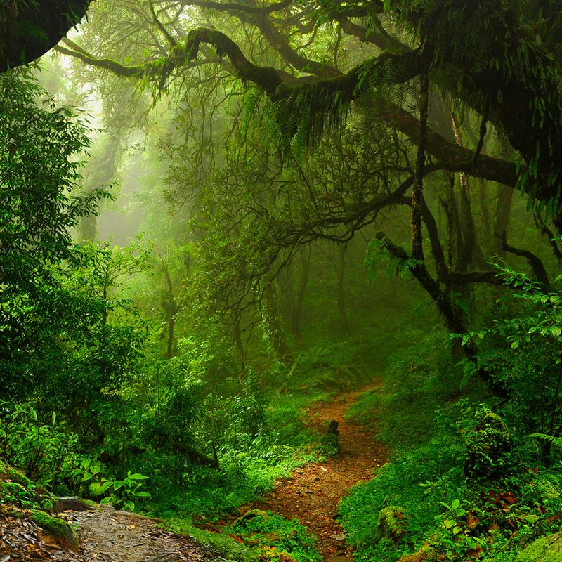 Amazon rainforest travel bucket list