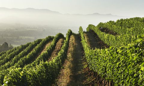 Newton Vineyards