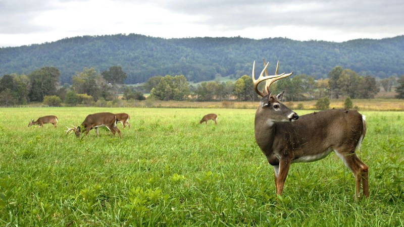 Wildlife in Great Smoky Mountain National Park