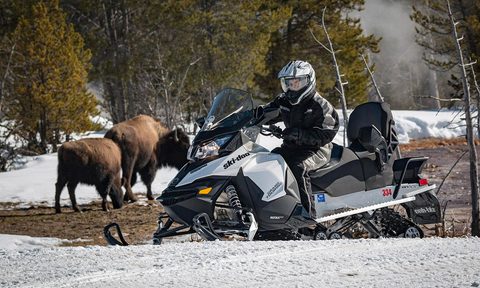 winter safari