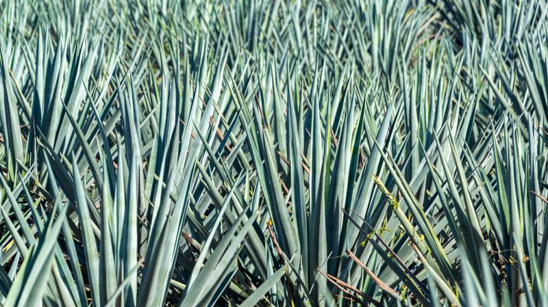 blue agave