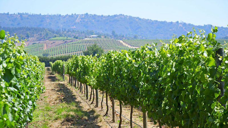 chile casablanca valley wine country