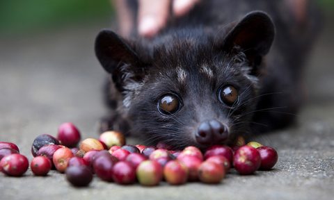 kopi luwak
