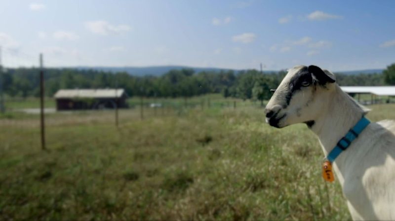 Heifer International