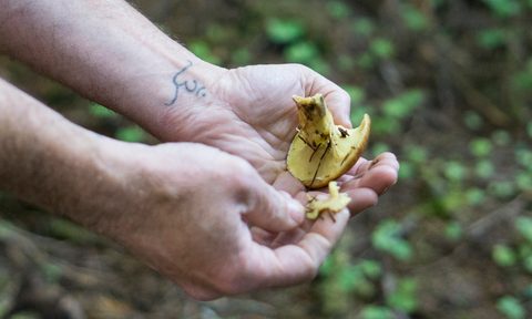 foraging chanterelle mushrooms stephanie inn pnw mushroom 2