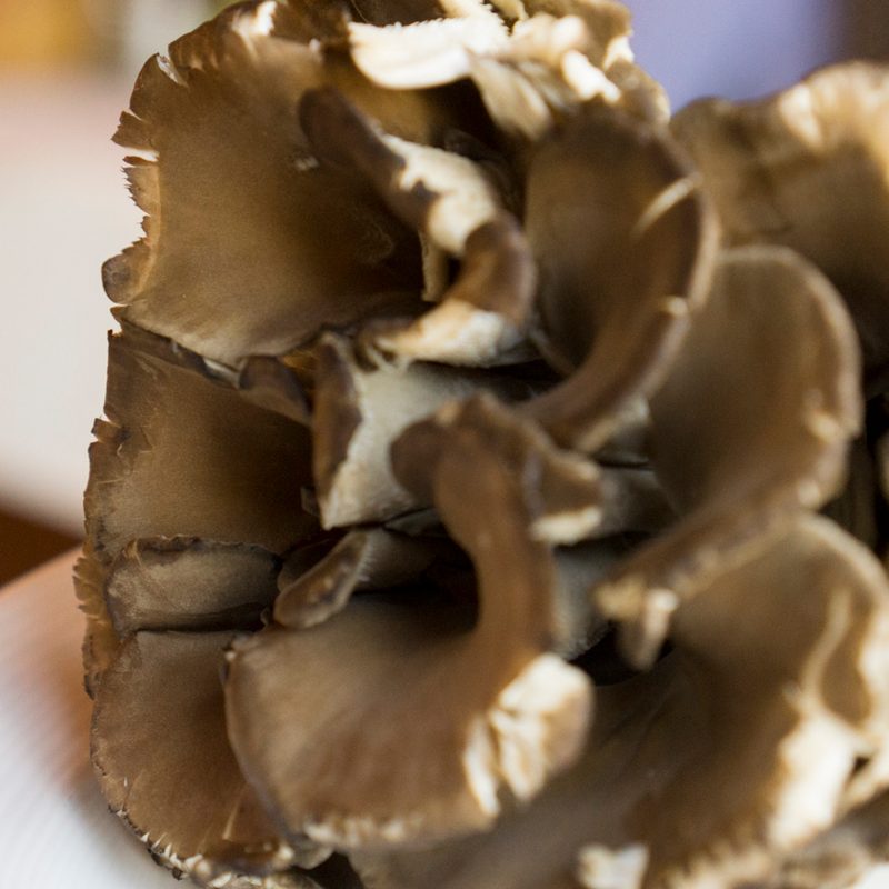 foraging chanterelle mushrooms stephanie inn pnw mushroom 30