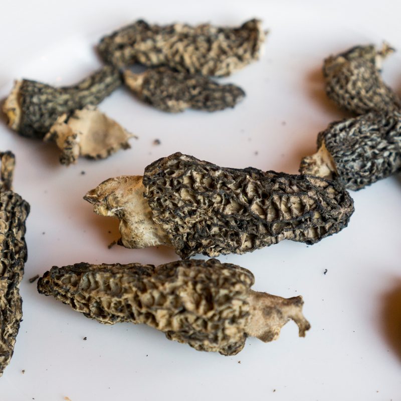 foraging chanterelle mushrooms stephanie inn pnw mushroom 31