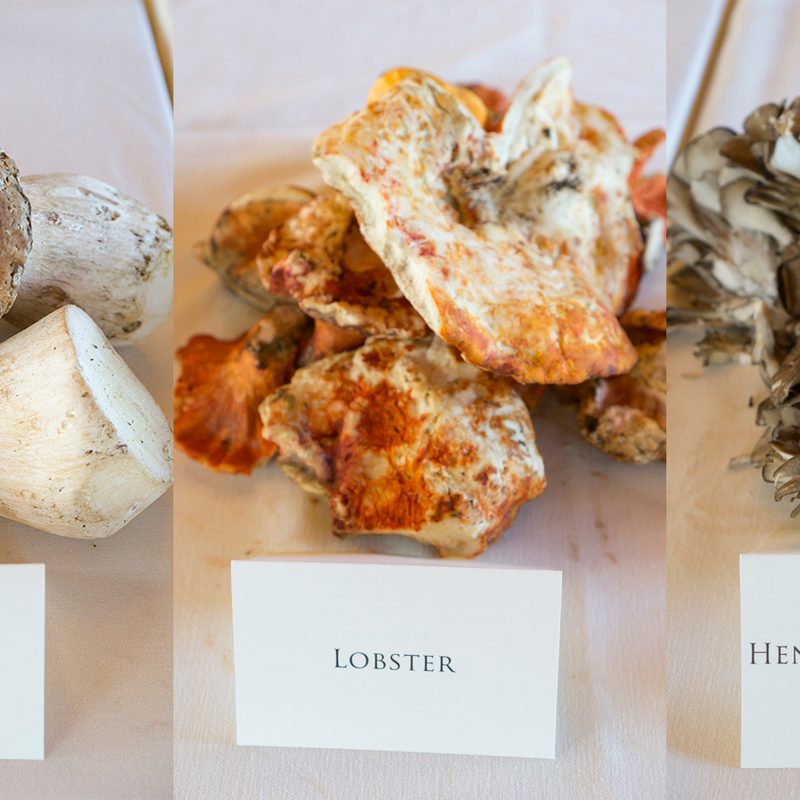foraging chanterelle mushrooms stephanie inn pnw mushroom layout 1