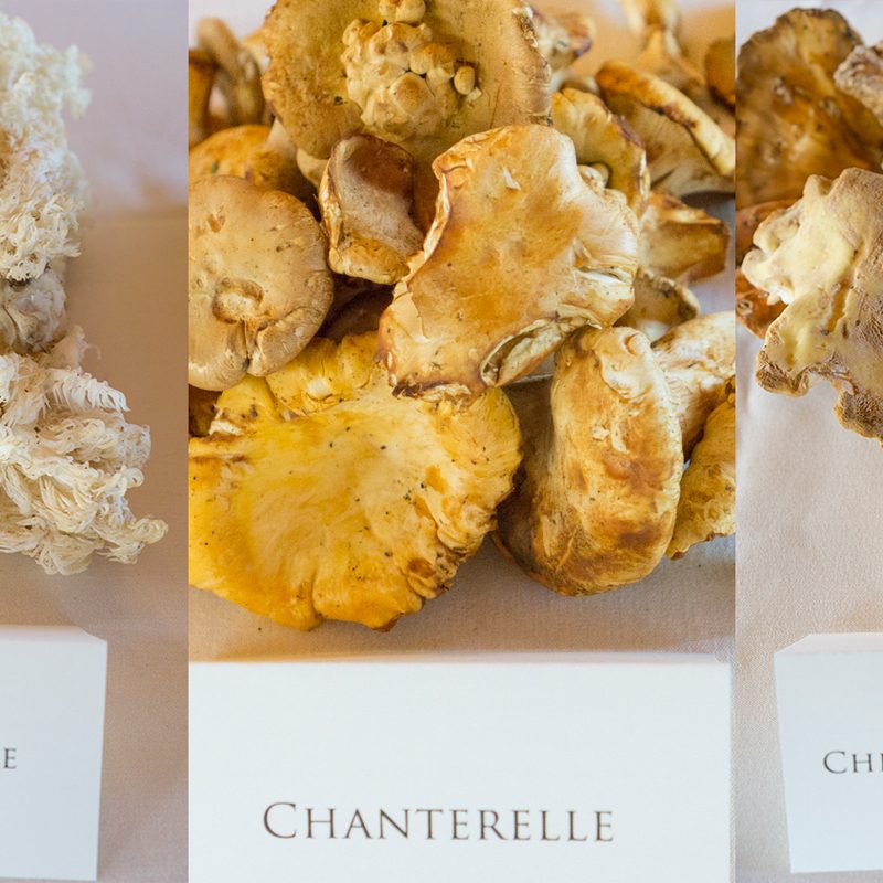 foraging chanterelle mushrooms stephanie inn pnw mushroom layout 2