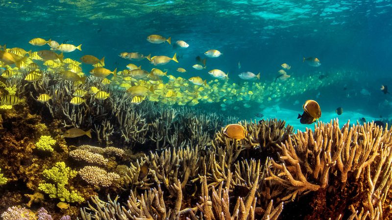 ningaloo reef western australia