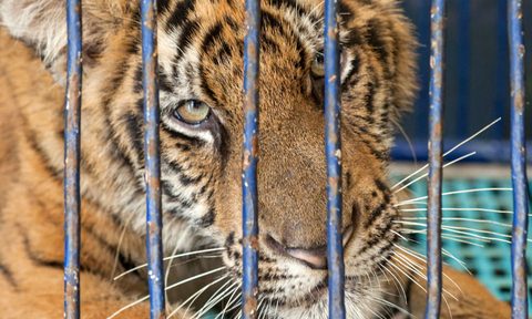 wildlife tourism