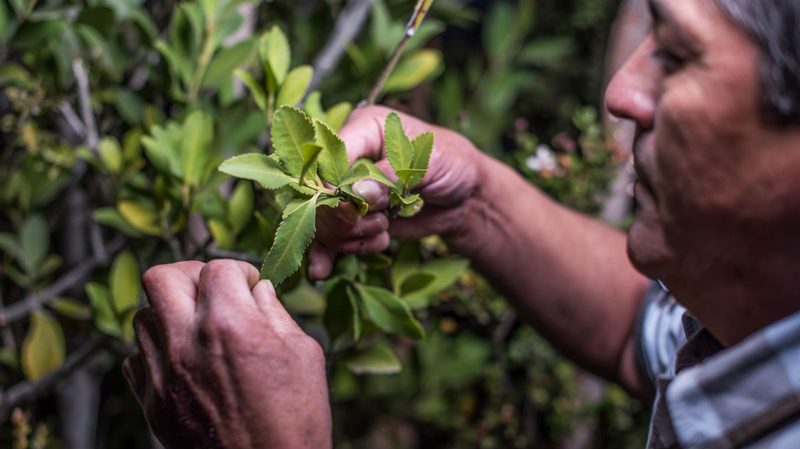 TRAKAL Cultivation
