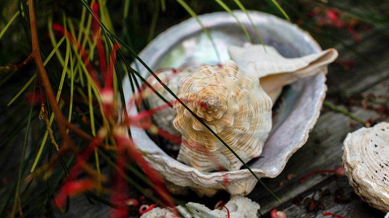 Exumas conch
