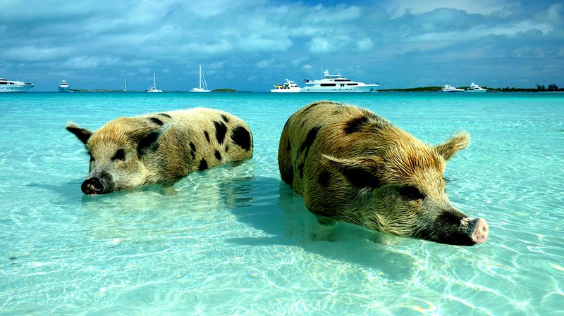 Exumas Major Cay pigs