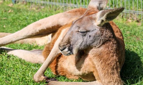 Cleland Wildlife Park