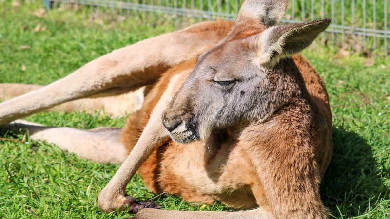 Cleland Wildlife Park