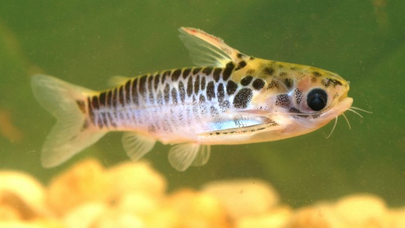 amazon rainforest yaguas national park fish