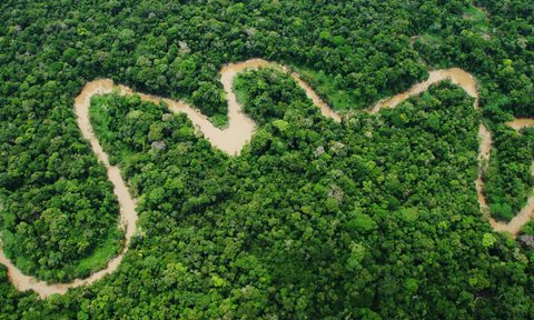 amazon rainforest