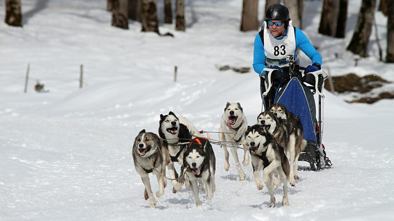 sled dog racing