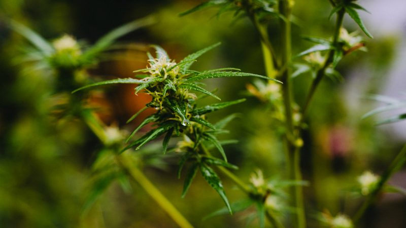 cannabis price index, weed plant, cannabis plant, cannabis bud, weed bud, nug, nugget of weed