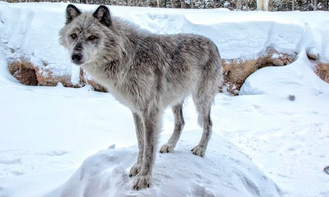 best dog tours