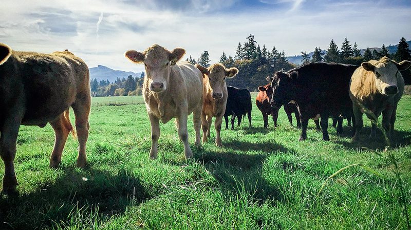 whole animal shares cow cow