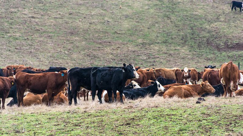 peaceful pastures