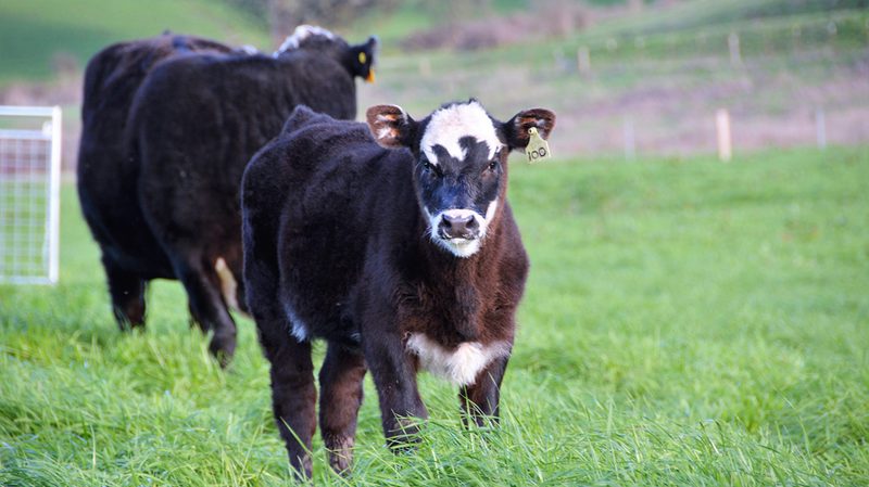Rossotti Ranch
