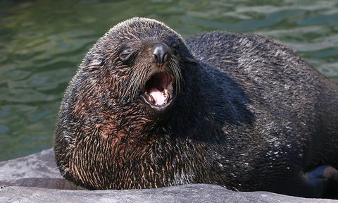Male South American Fur Seal
