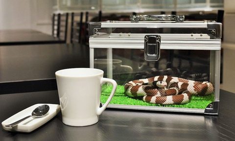 tokyo snake center coffee