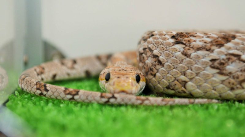 tokyo snake center snake