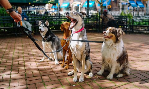 dog walking