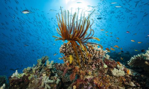 feather star coral great barrier reef australia