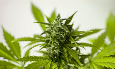 hemp oil grooming products for skin hair marijuana plant