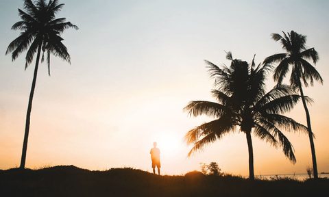sunset palm tree beach