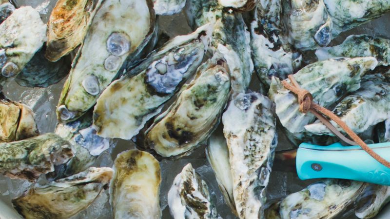 toadfish outfitters oysters