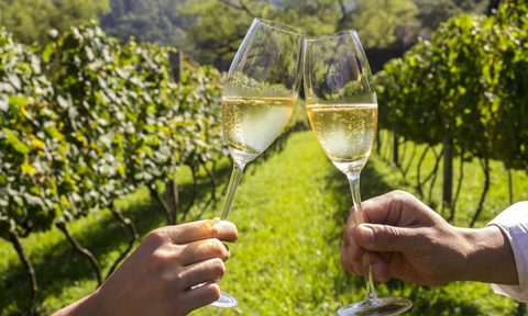 brazilian sparkling wine cheers toast glass