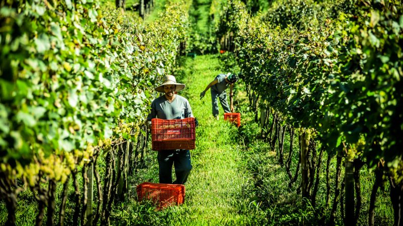 brazilian sparkling wine winery vineyard