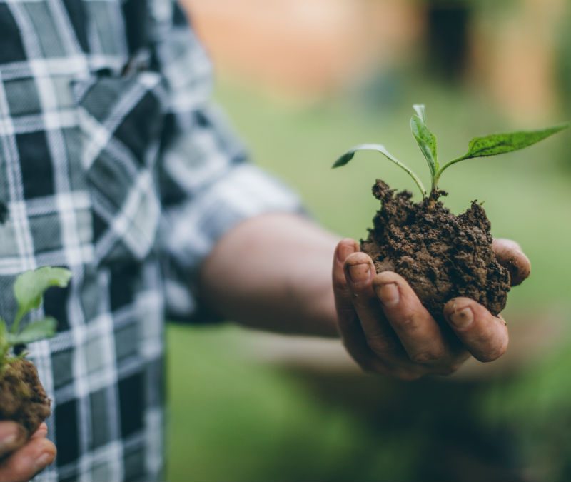 Man gardening tools dirt plants