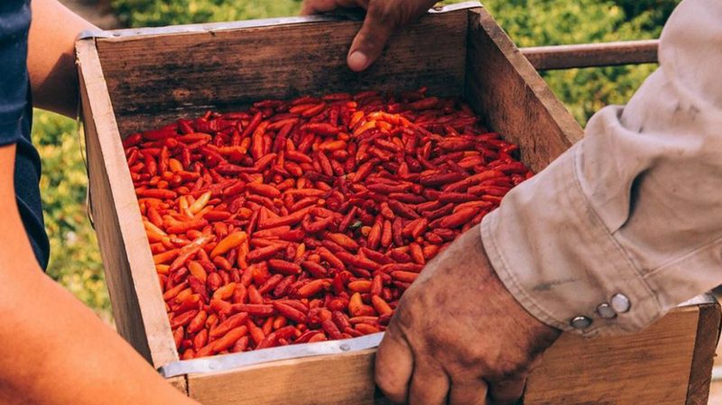 tabasco peppers
