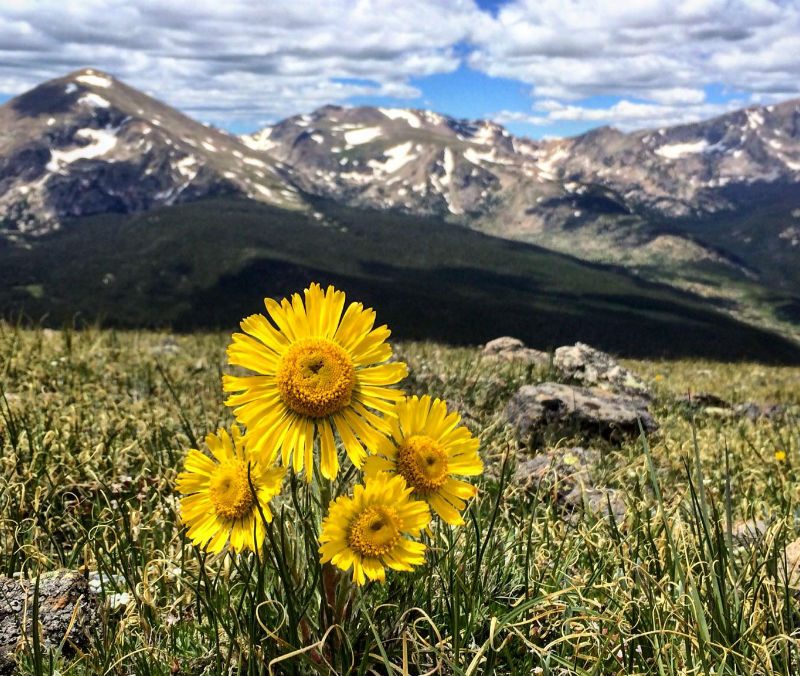 Closeup of a small cluster of yellow flowers with mountains in the background in Colorado's Rocky Mountain National Park.