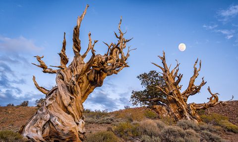 ancient bristlecone pine ofrest